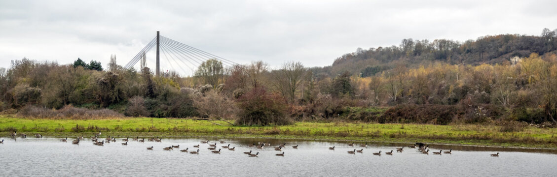 Cable stayed bridge of Lanaye (Liege, Belgium), seen from the Eijsder Beemden protected area on the Netherlands' side of the Maas river, in winter; in front a large group of wintering Canada geese