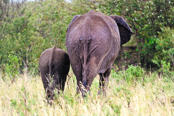 African Elephant, Elephants in natural habitat in South Africa. Wildlife scene in nature habitat.