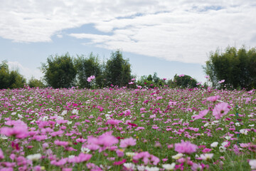 Fototapeta premium Cosmos Flower Garden on the mountain in Doi Saket District, Chiang Mai