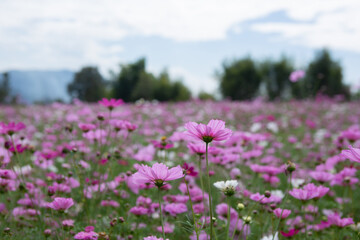 Cosmos Flower Garden on the mountain in Doi Saket District, Chiang Mai