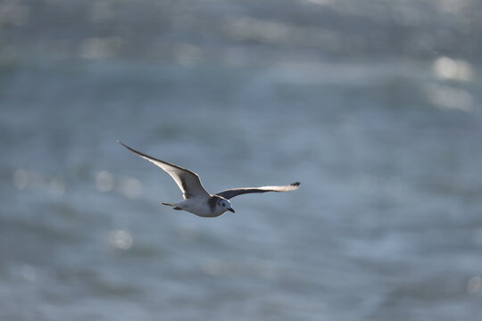 Sabine's gull (Xema sabin) juvnile in Japan