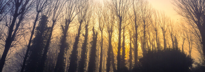 Silhouettes of bare trees on an early foggy autumn morning. Horizontal banner