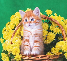 Cute red and white kitten in a basket with yellow chrysanthemum flowers on a green background