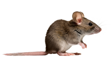 Seitliche Ansicht einer Maus vor transparenten Hintergrund