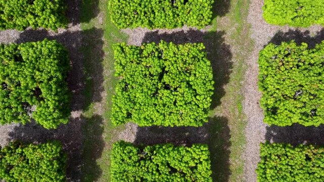 Flying over a mango farm in Queenslad Australia