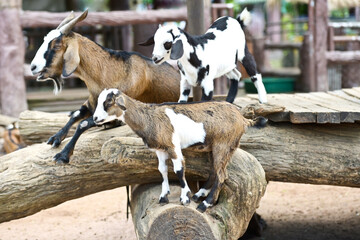 A goat at a zoo in Thailand.