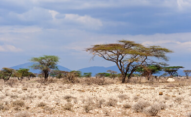 The savannah landscape of Kenya, this wonderland seems to embody the essence of Africa.