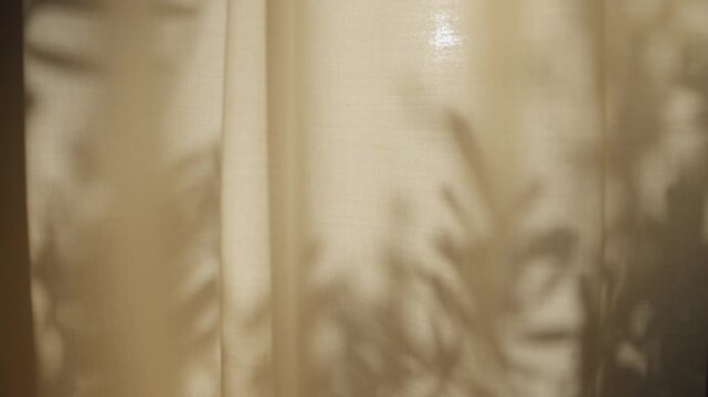 Shadows of leaves and branches on window curtain inside house or apartment. Sunny day outdoors as sun shines directly and creates silhouette of plants on drape in cozy warm afternoon or morning light