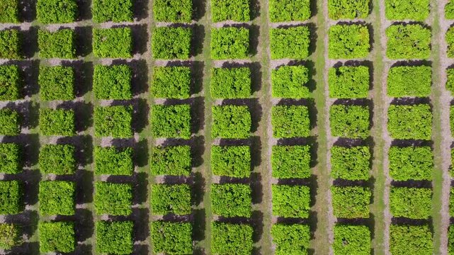 Flying over a mango farm in Queenslad Australia