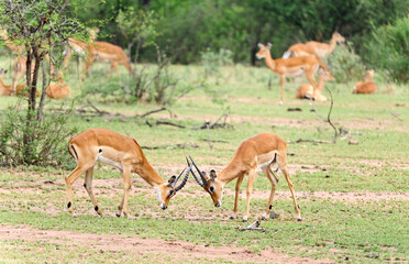  A small herd of impala in early morning Samburu Game Reserve, Kenya
