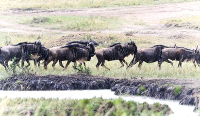 Maasai Mara Wildebeest Migration Safari , the Seventh Wonder of the world.
