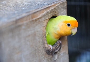 A colorful lovebird with a yellow head emerges from a bird box. 