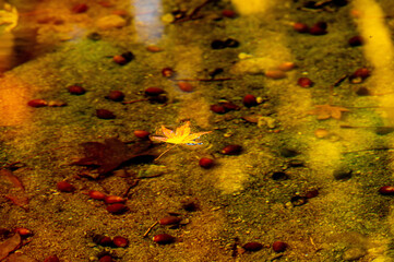 Yellow autumn leaves flowing on clear shallow water with reflections of colorful foliage and submerged acorns