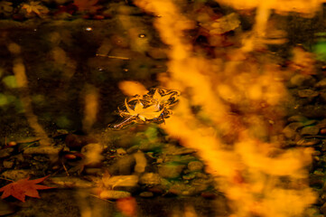 Yellow autumn leaves flowing on clear shallow water with reflections of colorful foliage and submerged acorns