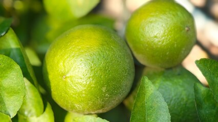 Green lime on the tree.