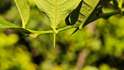 Lemon thorn in the garden.