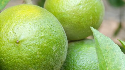 Green lime on the tree.