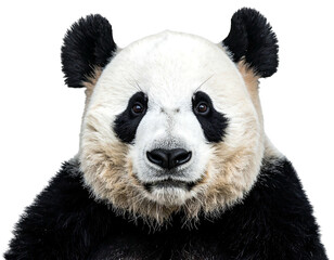 Obraz premium Panda's face displays striking black and white fur, focused dark eyes, with background removed