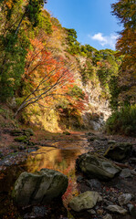 Shiraiwa Canyon and Obitsu river, Kamogawa in Japan, at red autumn leaves season