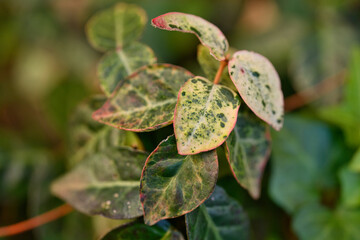 ハツユキカズラ