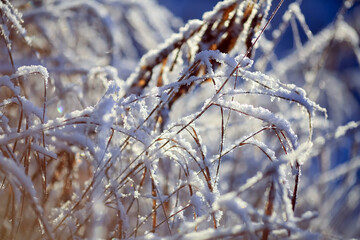 Ice and snow on the plants