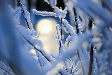 Ice and snow on the trees