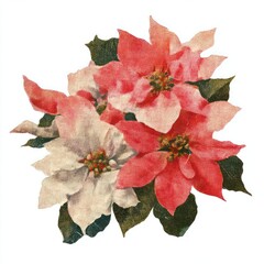 Fototapeta premium Vintage poinsettia floral illustration
