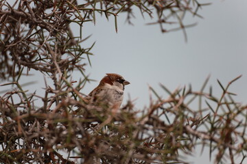 Mt John Observatory, NZ - May 25, 2025: Close-up of a small male House Sparrow perched in the dense, thorny branches of a shrub. The clear sky provides a simple backdrop to highlight the bird's mark.
