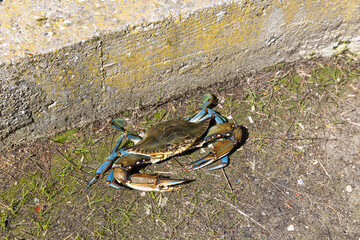 Fototapeta premium Blue crab in the grado lagoon north of italy