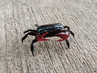 Small Crab with Red Claws on Rough Concrete Surface