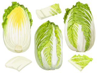 白菜のベクターイラストセット 料理素材 ざく切り 断面 © Negitorotoro