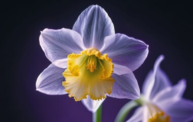 Fototapeta premium vibrant daffodil blooming on dark background, banner concept of florists, gardening, decor