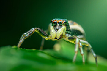 Jumping spider displaying iridescent green and black colors