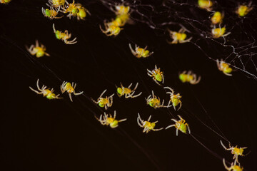 Spiderlings staying in a group on a web
