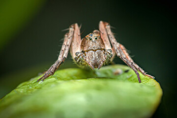 Predatory lynx spider observing its surroundings on a green leaf