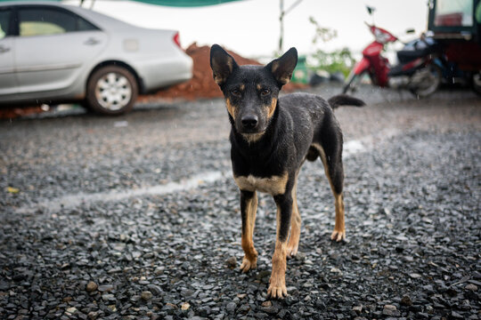 A wet dog stands on a gravel surface, looking directly at the camera