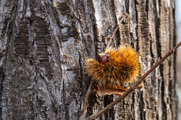 A close-up shot captures a brown, spiky chestnut burr clinging to a twig against rough tree bark, highlighting autumn textures and the rustic, natural mood of the season
