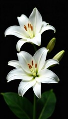 Close-up of pristine white lilies in full bloom, sharply defined against a black background , macro, texture, isolated
