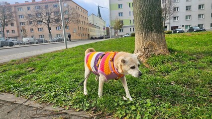 der Gro&szlig;stadthund