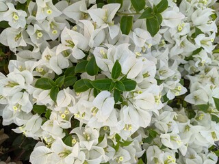 White Bougainvillea flowers blooming in lush green garden, Abundant white paper flowers with green foliage background