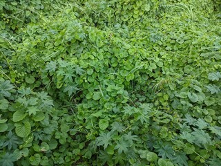 Lush green ground cover foliage in natural outdoor setting, Dense vibrant green leaves and creeping vines texture background