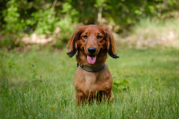 Red Long Hair Dachshund in the green grass