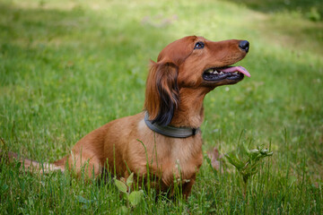 Red Long Hair Dachshund in the green grass