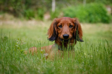 Red Long Hair Dachshund in the green grass