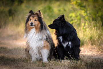Black German Spitz and brown Shetland Sheepdog in the grass