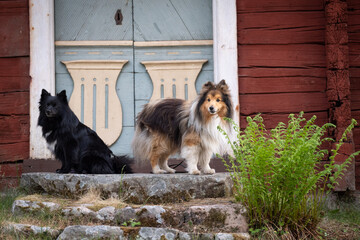 Black German Spitz and brown Shetland Sheepdog sitting in front of red Swedish house