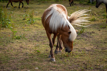 Beautiful brown horses in Swedish forest