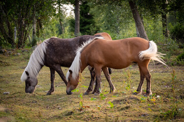 Beautiful brown horses in Swedish forest
