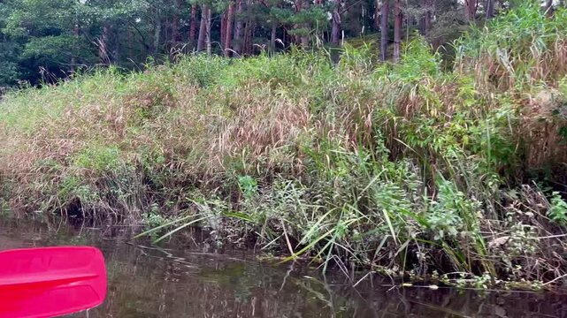 Right-side gliding canoe view along Latvia&rsquo;s Irbe River showing dense riverbank reeds, low vegetation and dark reflective water captured from a moving boat