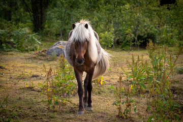Beautiful brown horses in Swedish forest